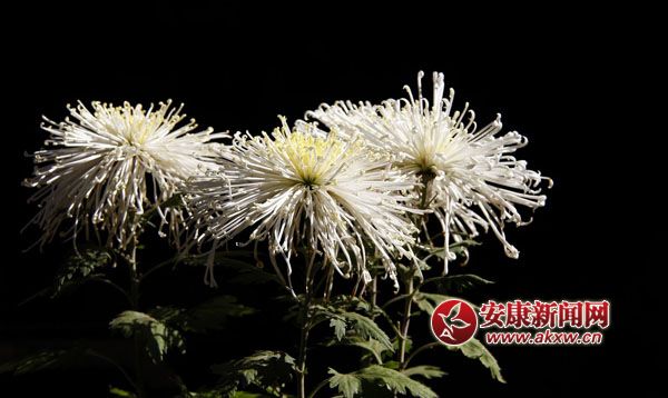 10京`ŵľջ鿶bȻһʒɪͼζɢl(f).jpg